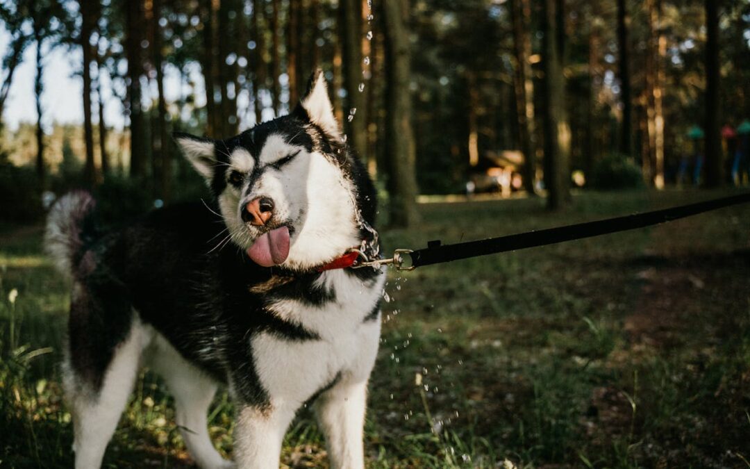 Forecasts and the Wandering Dog